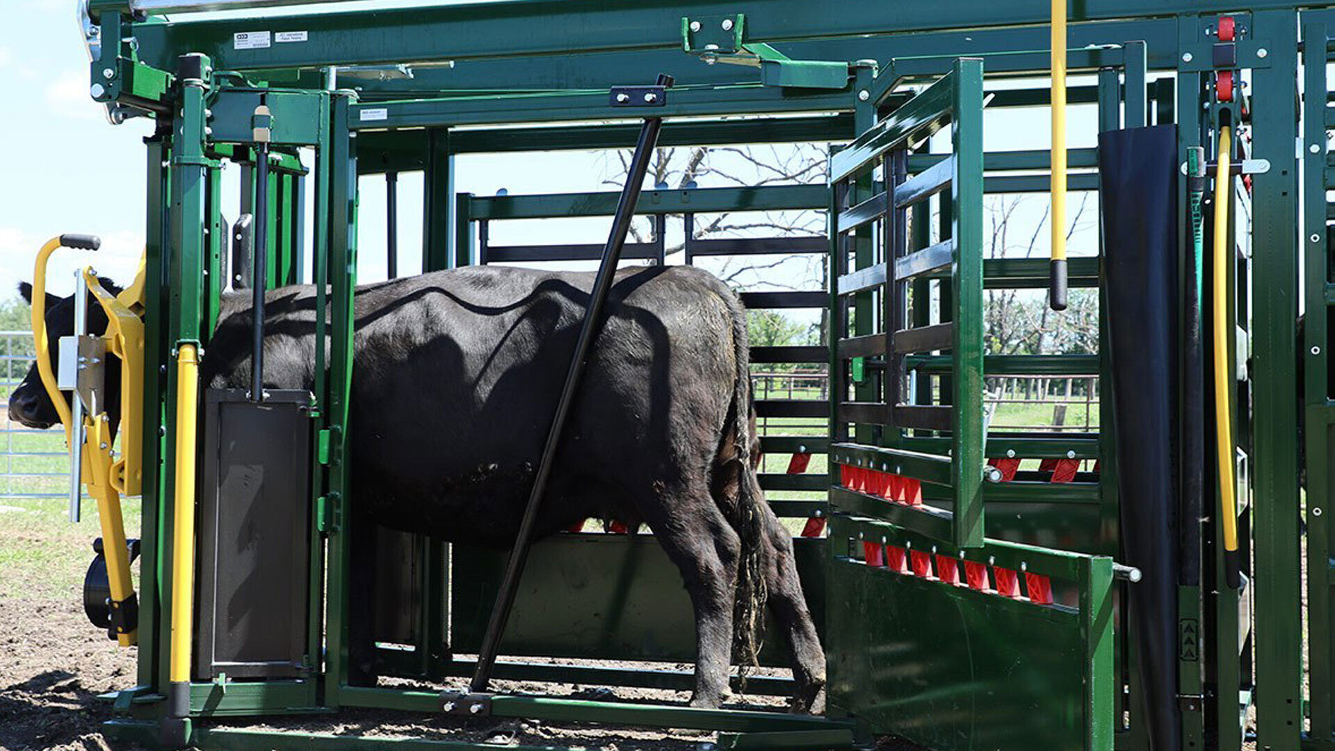 Calf Restrainer Bar used to restrain cow with both side access doors open