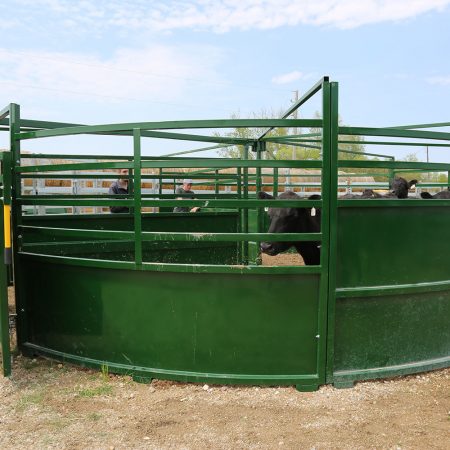 3E Cattle Looking