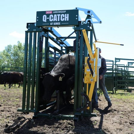 87 cattle walking out