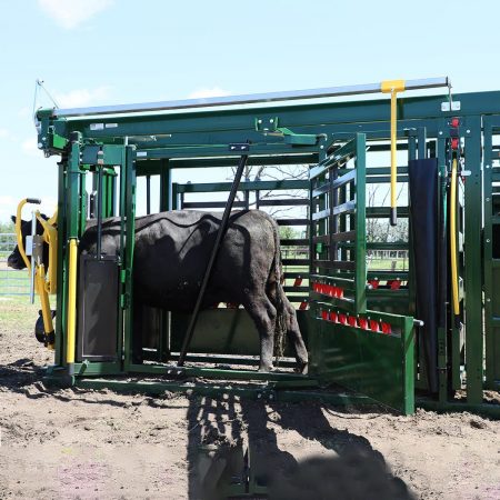 87 cattle with trimming bar