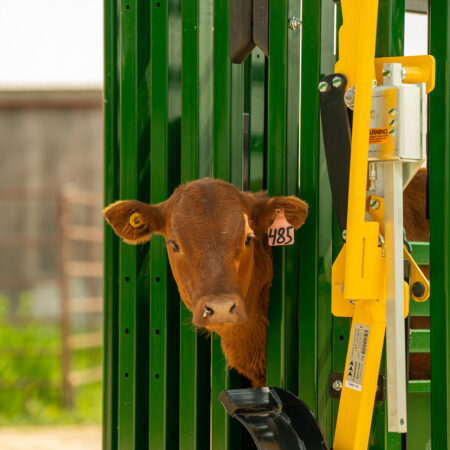Calf In Chute