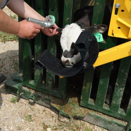 Calf in cattle head holder