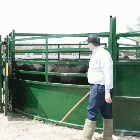 Man using low-stress cattle handling techniques to guide cattle into alley