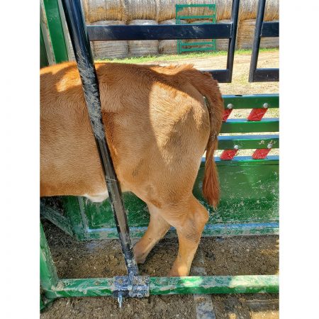 Trimming bar calf back