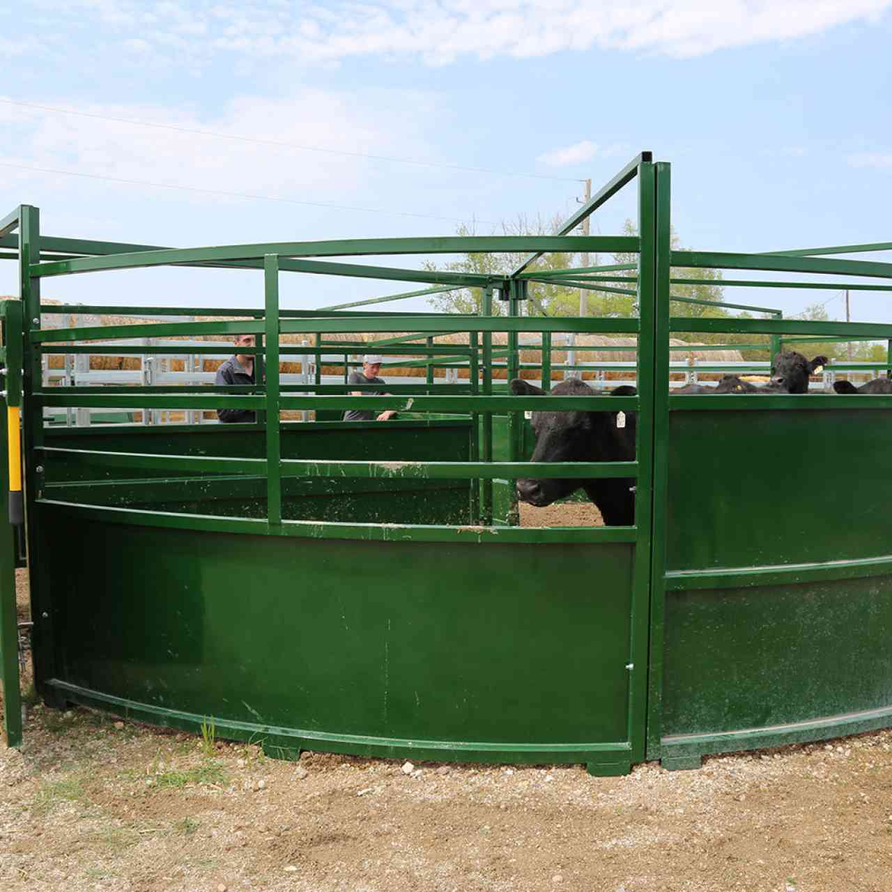 3E System using Cattle Crowding Tub with Cattle looking out.
