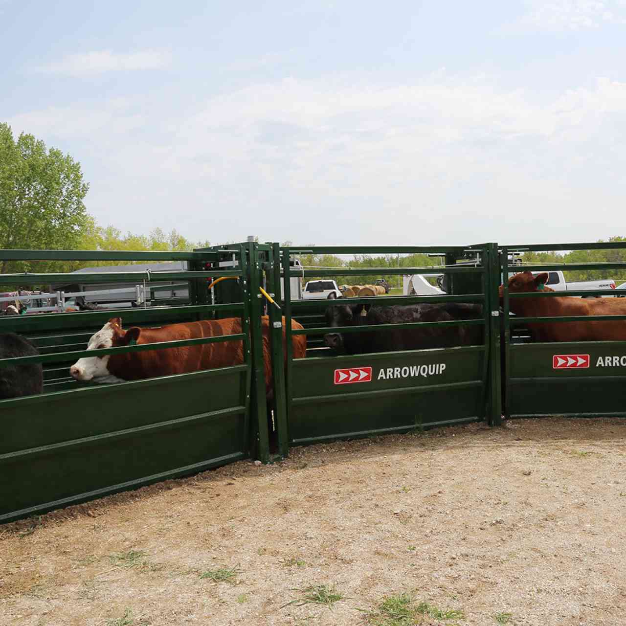 Curved Easy Flow adjustable cattle alley with cattle going through