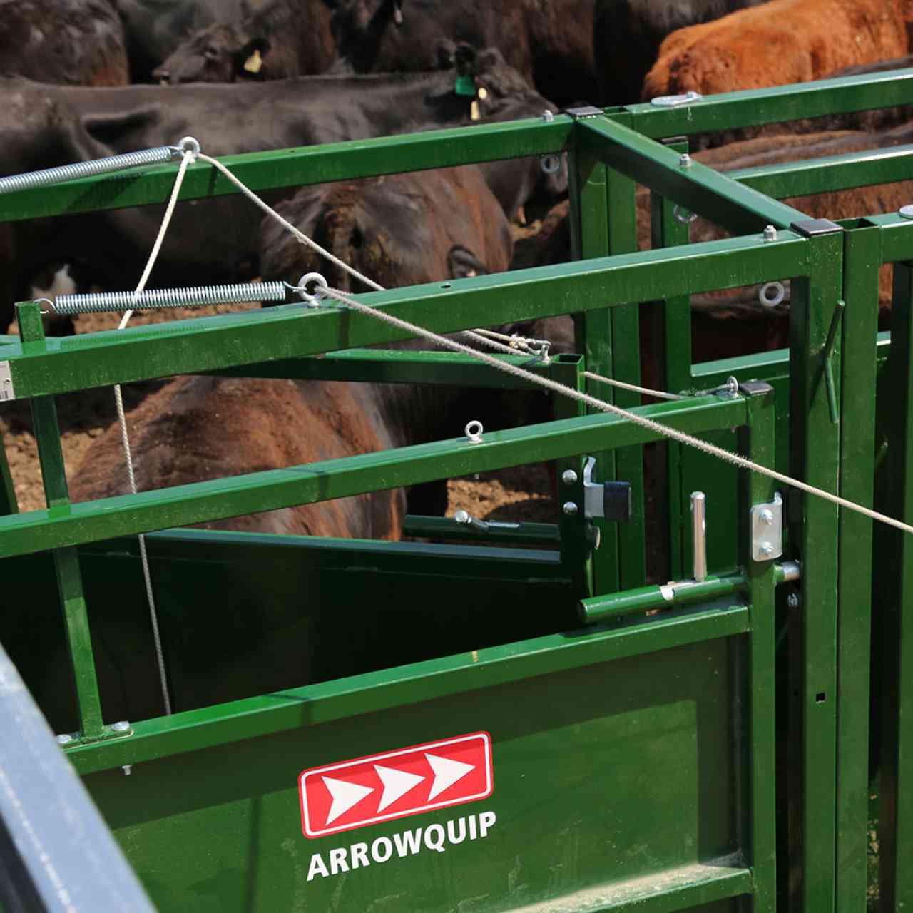 Close up image of cattle sorting gate