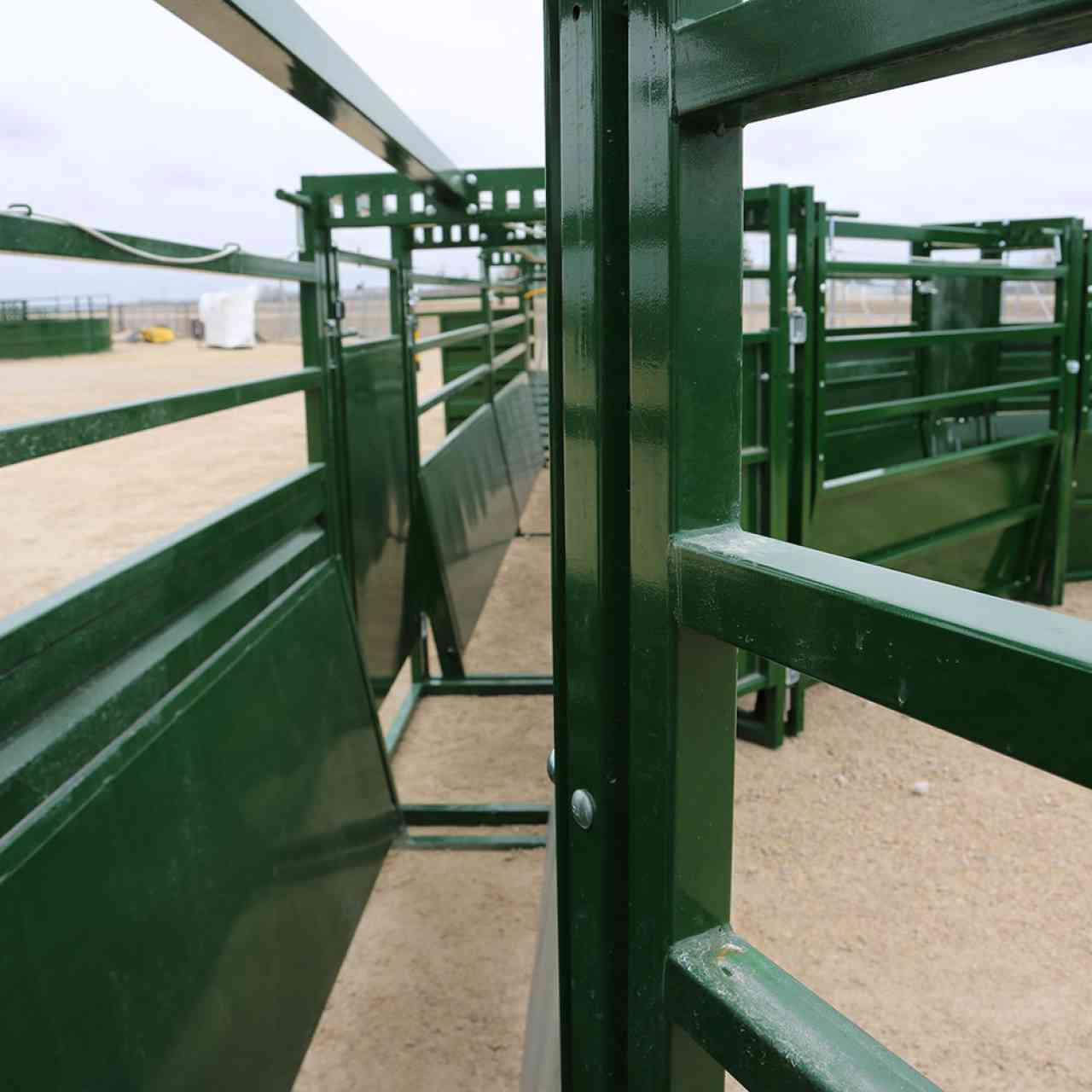 Inside view of adjustable cattle alley