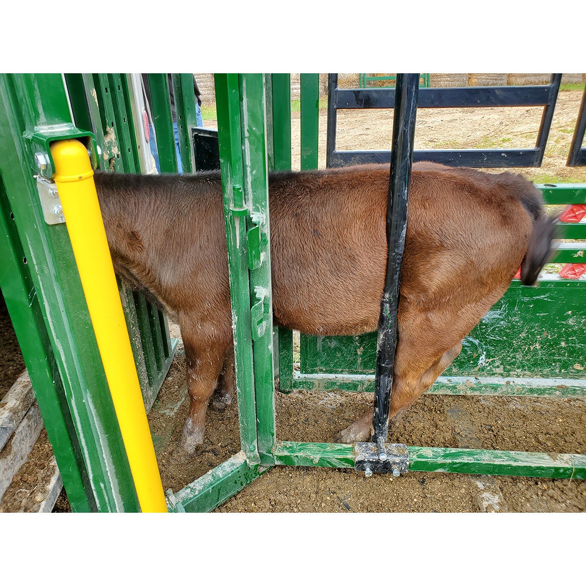 Calf in Arrowquip chute with trimming bar